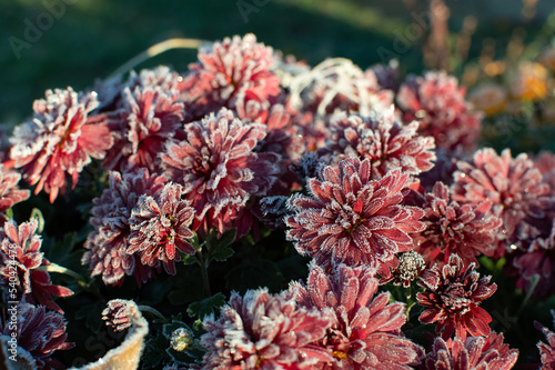 rose flower in the first frost	
