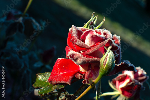 rose flower in the first frost	