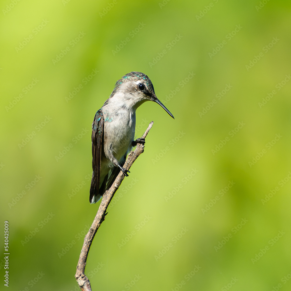 Fototapeta premium Zunzuncito