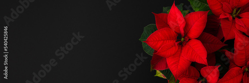 Beautiful Christmas flower banner  Poinsettia close-up on a black background