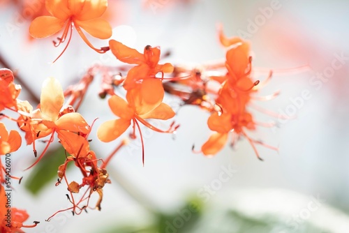 Beautiful floral background of Pagoda flower, Clerodendrum paniculatum flowering plant photo