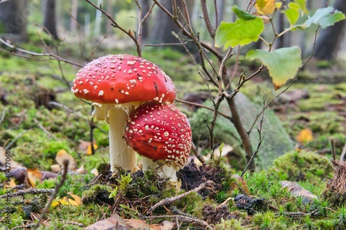 Fliegenpilz