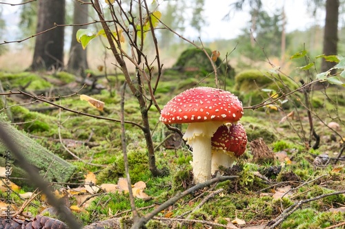Fliegenpilz