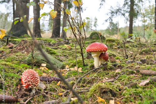 Fliegenpilz