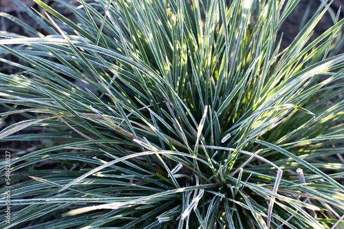first frost and frozen leaves