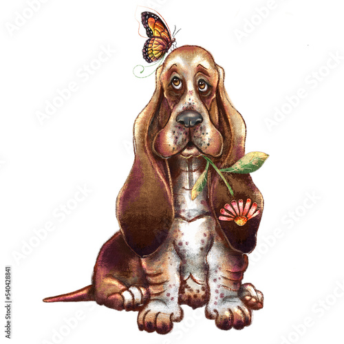 Illustration of a cute Basset puppy with a flower and a butterfly.