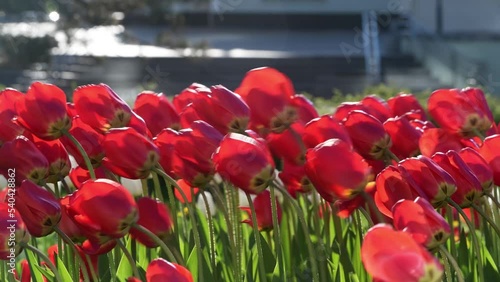 Red tulips sway in the strong wind