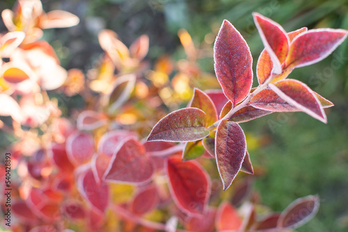 first frost and frozen leaves