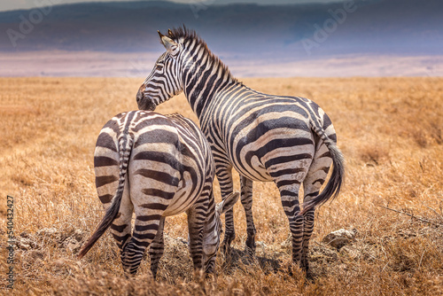 Two Zebras in the grasslands of the Serengeti  Tanzania