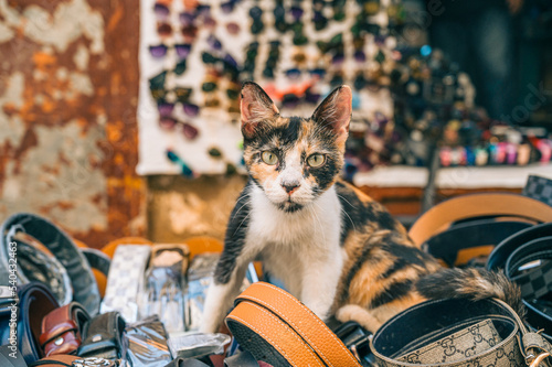 Chat au milieu d'un étal marchand au maroc photo