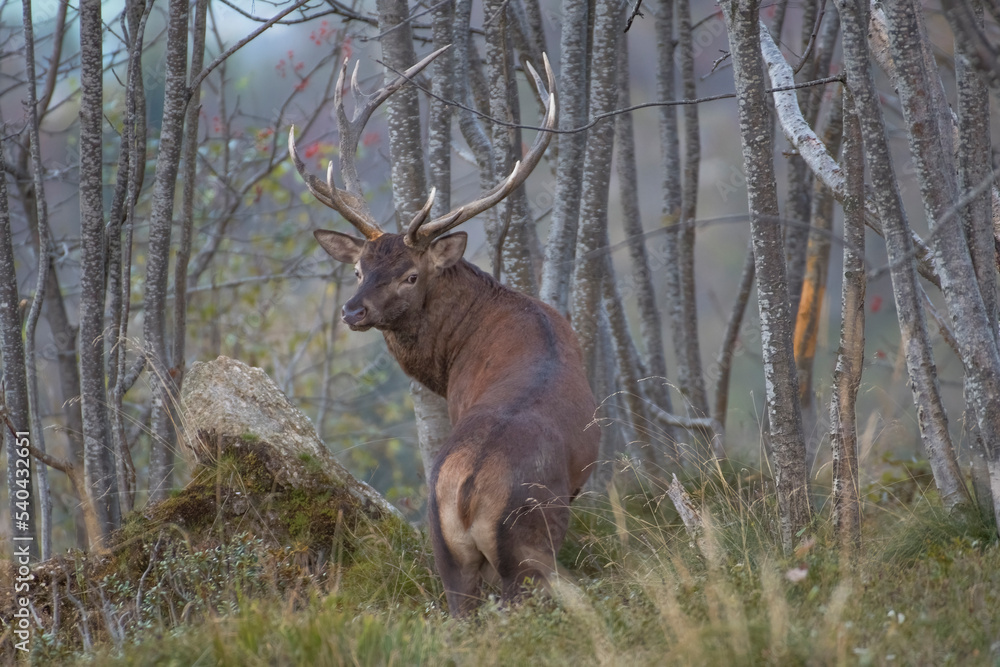 An imposing male of red deer (Cervus elpahus) looks into the camera as it enters the woods in the light of the blue hour. Alps, Italy.