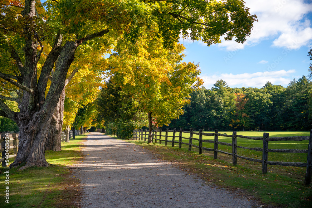 Fototapeta premium autumn in the park