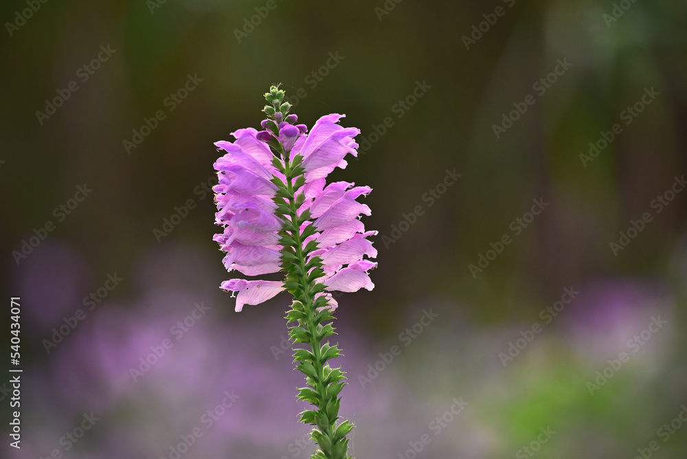 Obraz premium A horticultural plant in full bloom in the fieldPhysostegia virginiana, 들판에 가득 피어난 원예식물인 꽃범의꼬리