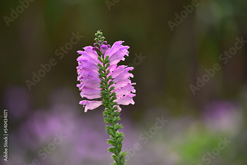 A horticultural plant in full bloom in the fieldPhysostegia virginiana                                                             