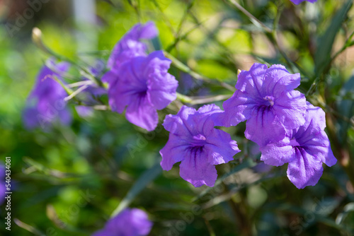 Ruellia brittoniana  Mexican petunia  in full bloom