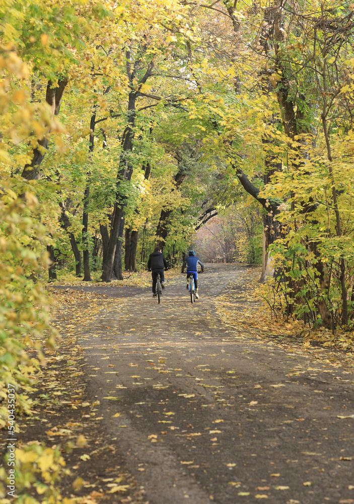 autumn landscape, road in the grove autumn landscape, road in the grove