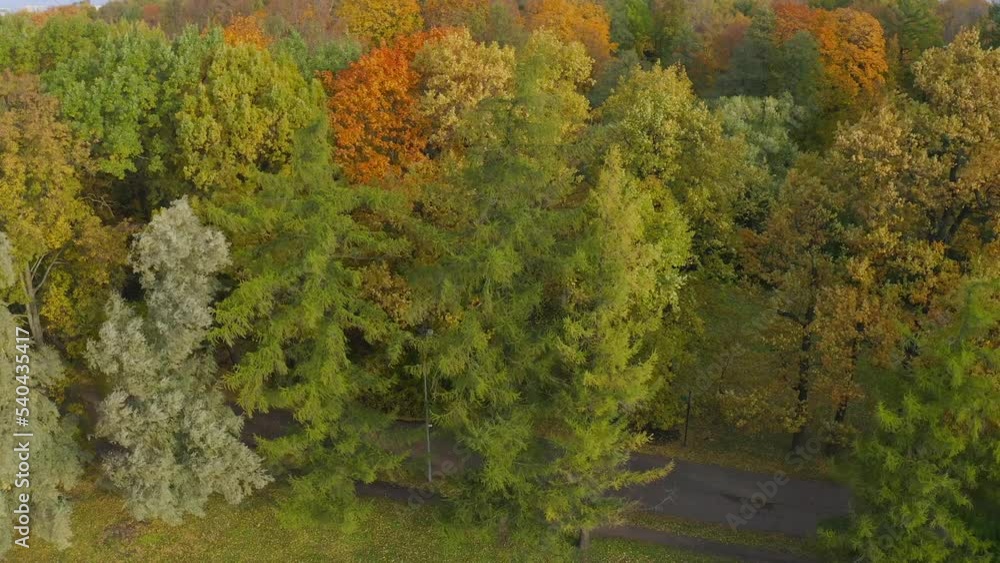 The drone descends overlooking the wind blowing on autumn trees covered with yellow foliage and a path in the park. The drone descends overlooking the wind blowing on autumn trees covered with yellow foliage and a path in the park.