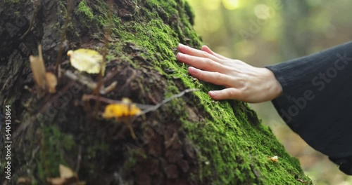 Woman Touching and Stroking Bark of Tree with camera following
