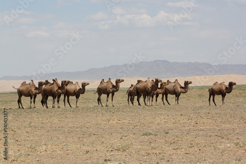 Bactrian camels caravan with the Khongor sand dunes and mountain range in background, Gobi desert, Mongolia. The number of camels in the country is 454,038 (December 2021, NSOM). 