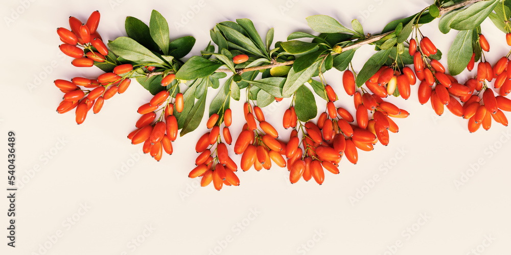 Barberry branch with red berry and green leaves on beige background, top view. Ripe fresh sour-tasting berries, healthy and seasoning food. Barberry natural food, still life photo, banner Barberry branch with red berry and green leaves on beige background, top view. Ripe fresh sour-tasting berries, healthy and seasoning food. Barberry natural food, still life photo, banner