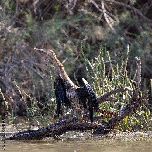 Photographie d'oiseaux au Parc National du Djoudj au Sénégal