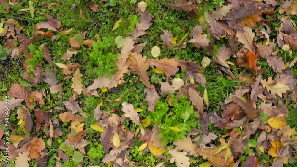 On the green grass, fallen multi-colored leaves are blown by the wind in autumn. autumn pattern On the green grass, fallen multi-colored leaves are blown by the wind in autumn. autumn pattern