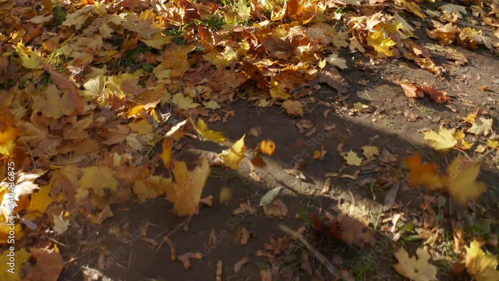 Fallen maple leaves from the trees swirl in the wind. Autumn leaves are blown across the ground by the wind Fallen maple leaves from the trees swirl in the wind. Autumn leaves are blown across the ground by the wind