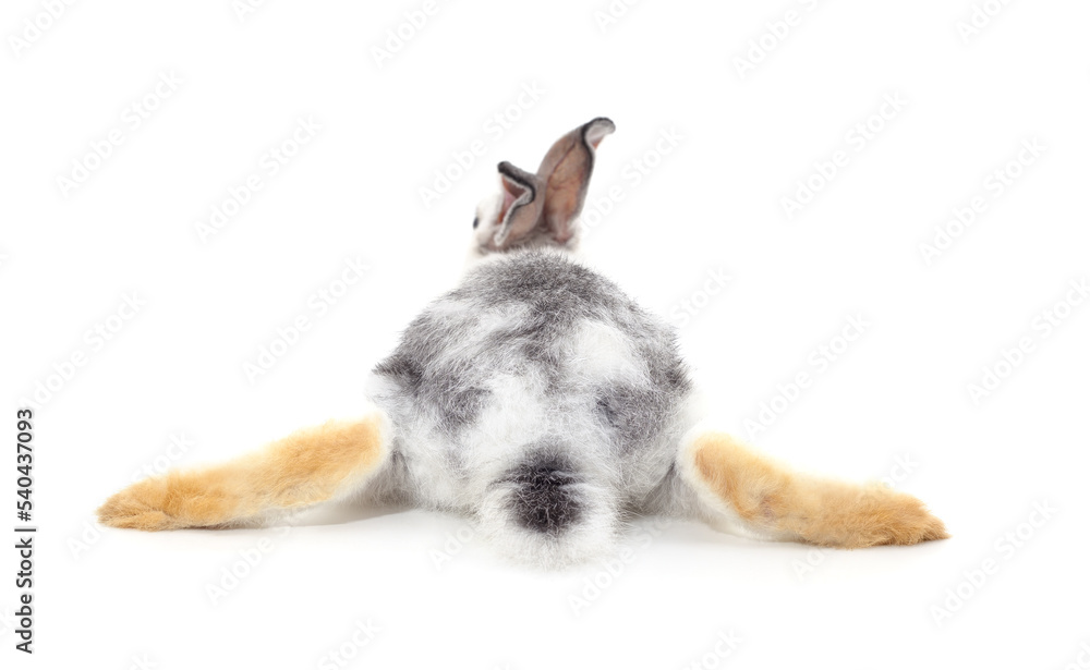 Obraz premium Rabbit lying on his back.