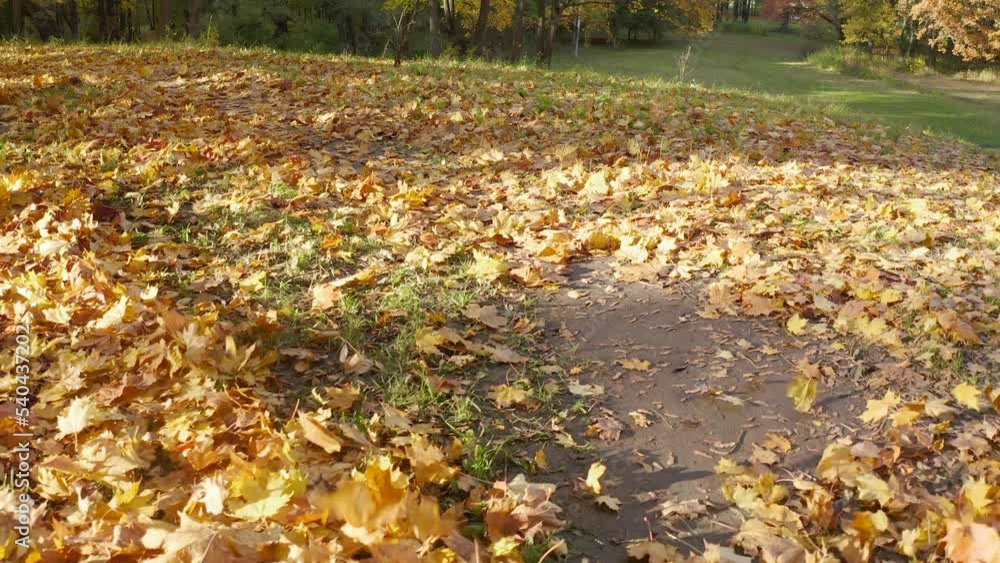 Autumn golden cover of leaves in the park. Yellow leaves fallen from trees to the ground Autumn golden cover of leaves in the park. Yellow leaves fallen from trees to the ground