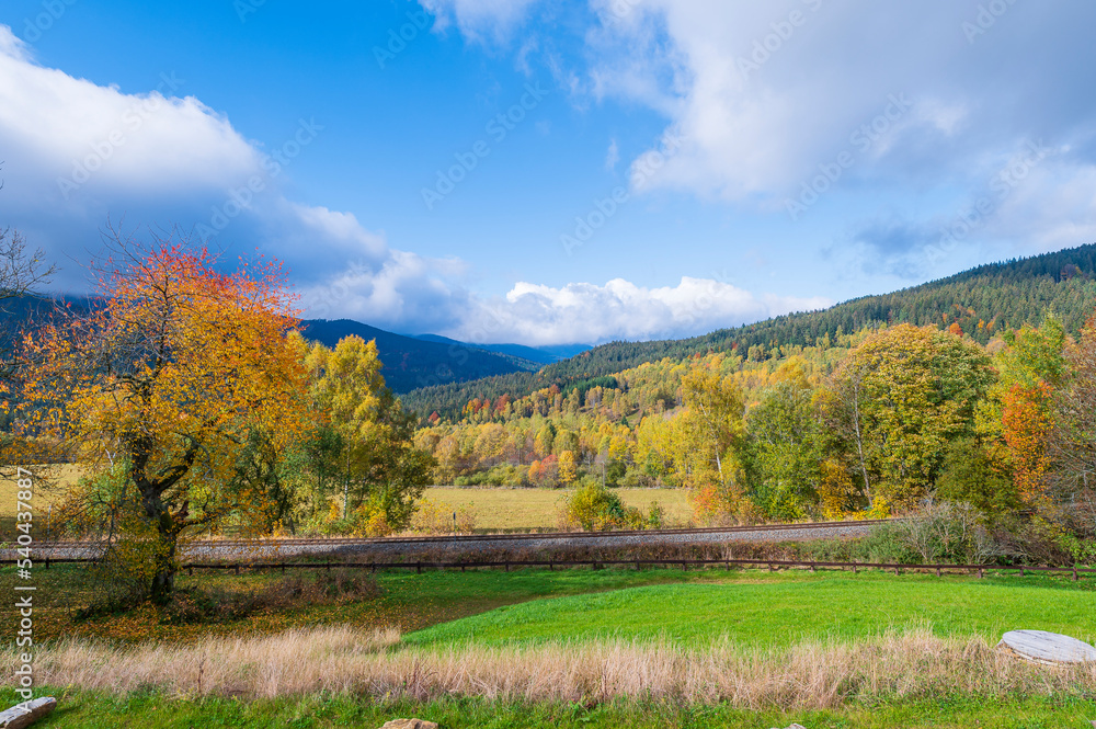 Landscape, Autumn, forester, tree, 