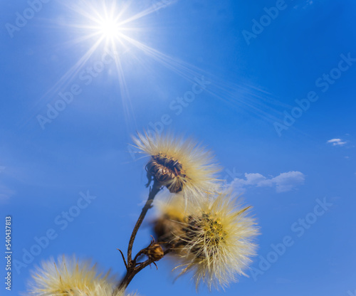 Fototapeta Naklejka Na Ścianę i Meble -  closeup dry wild flowers on blue sky with sparkle sun background