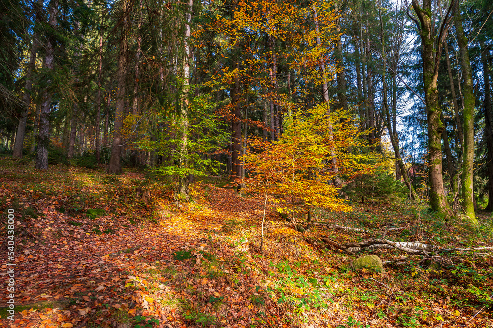 Obraz premium Landscape, Autumn, forester, tree, 