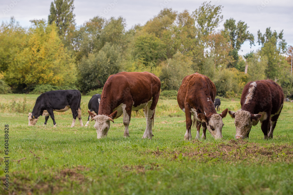 herd of cows grazing in a field