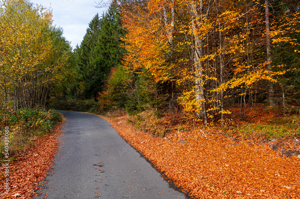 Obraz premium Landscape, Autumn, forester, tree, 