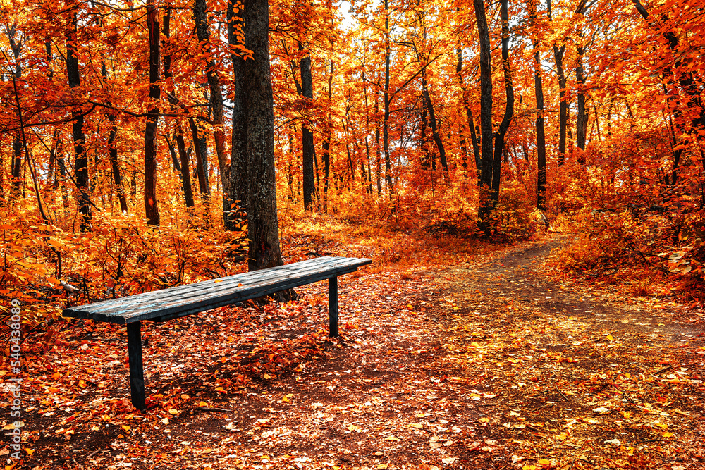 bench in autumn forest park in indian summer bench in autumn forest park in indian summer