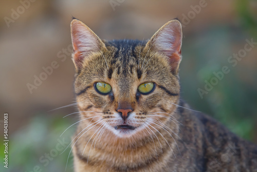 closeup green eye cat portrait