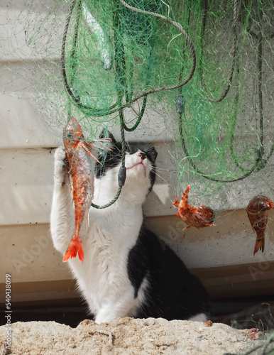 Cat catches fish in a fisher net