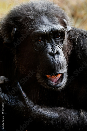 Chimpanzees face close up