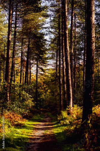 Woodland Path - Sherwood Forest, England