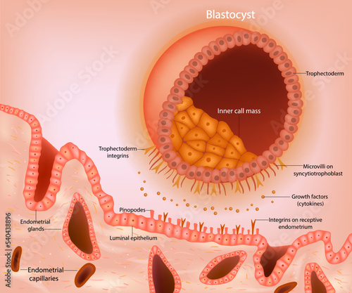 Blastocyst implantation. A schematic representation of a blastocyst approaching the receptive endometrium. Early signaling between the blastocyst. Embryonic Development photo