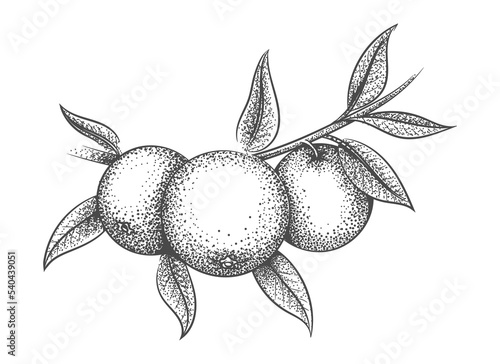 Engraving orange branch