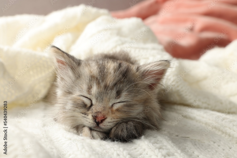Cute kitten sleeping on white knitted blanket Cute kitten sleeping on white knitted blanket