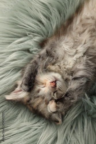 Cute kitten sleeping on fuzzy rug, top view
