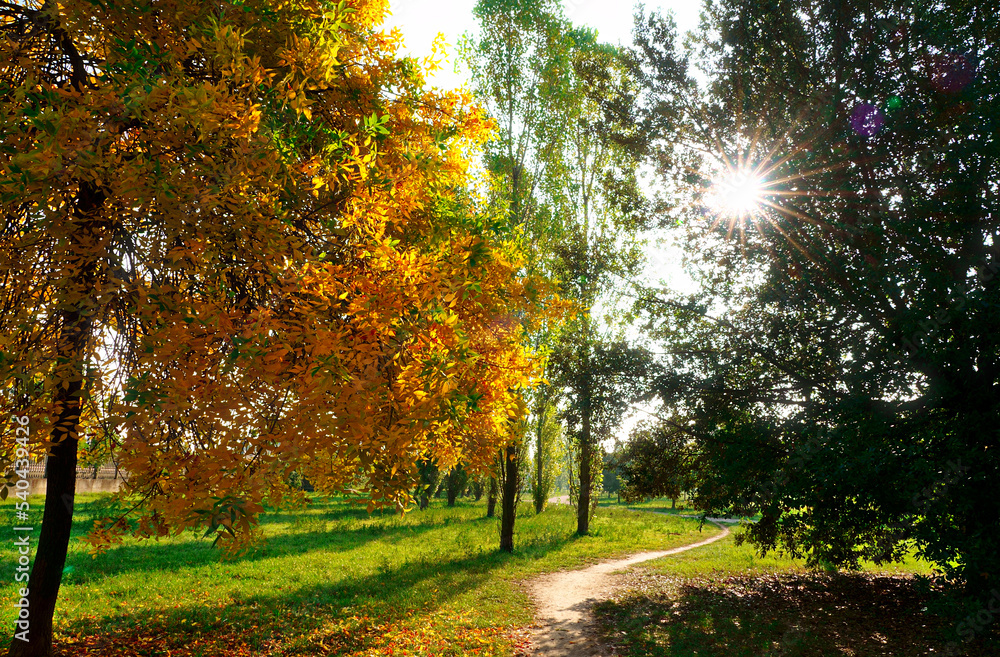 Tree full of yellow leaves