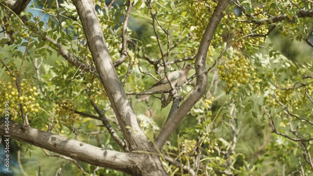 A turtledove sits on a tree with nails of green fruits, and flies away, slow motion A turtledove sits on a tree with nails of green fruits, and flies away, slow motion
