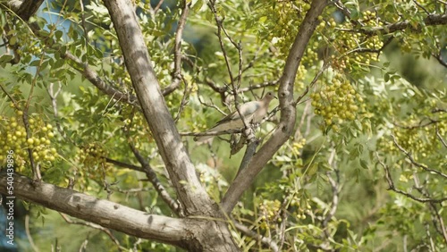 A turtledove sits on a tree with nails of green fruits, and flies away, slow motion