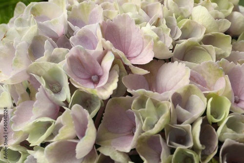Fototapeta Naklejka Na Ścianę i Meble -  Beautiful lilac hortensia flowers as background, closeup