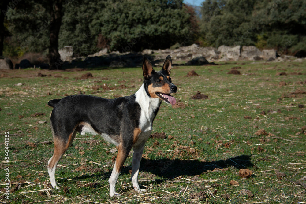 dogs in nature, sniffing, searching dogs in nature, sniffing, searching