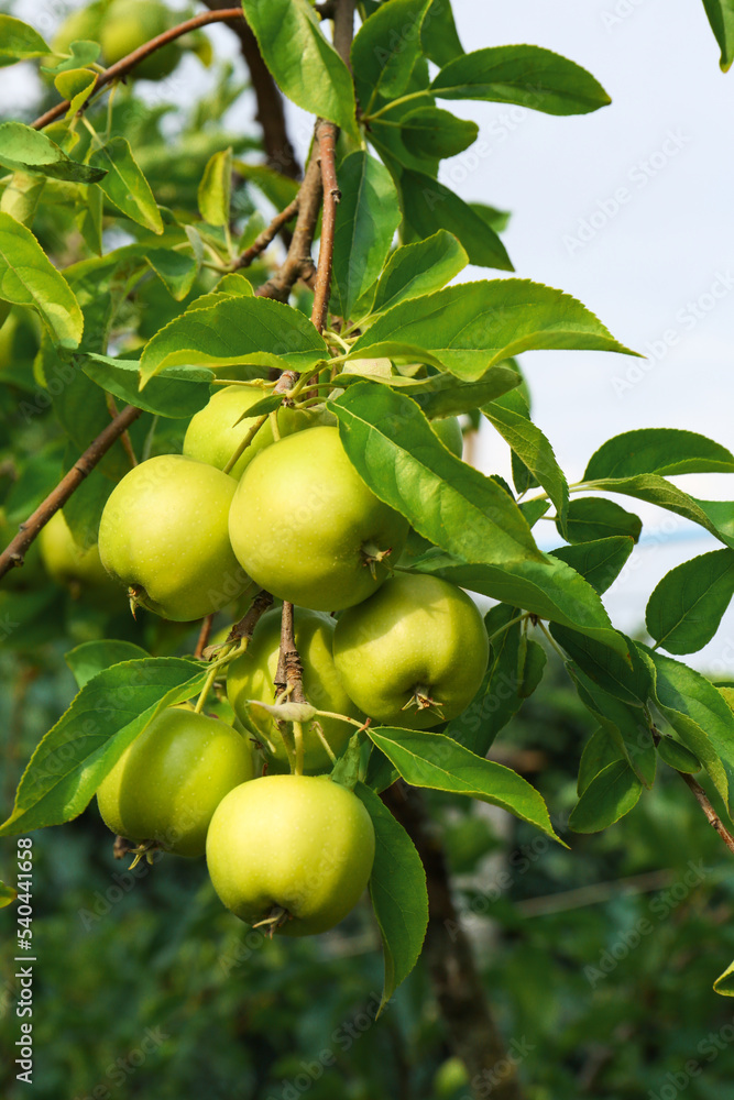 Green apples and leaves on tree branch in garden