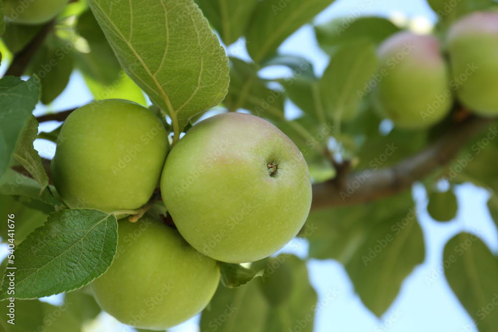 Fresh and ripe apples on tree branch, closeup. Space for text